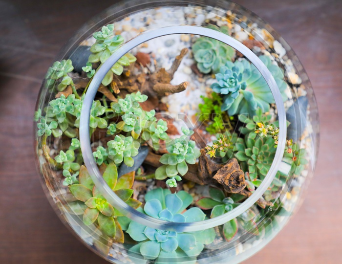 plants in glass bottle