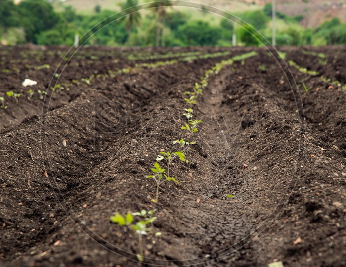 New saplings rise from fertile black soil in a farm field in Maharastra