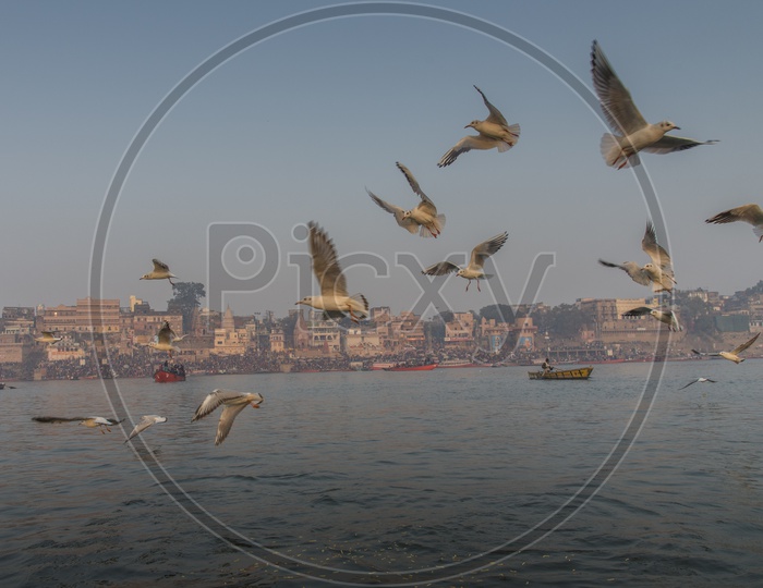 Flock Birds Flying near Ganga River