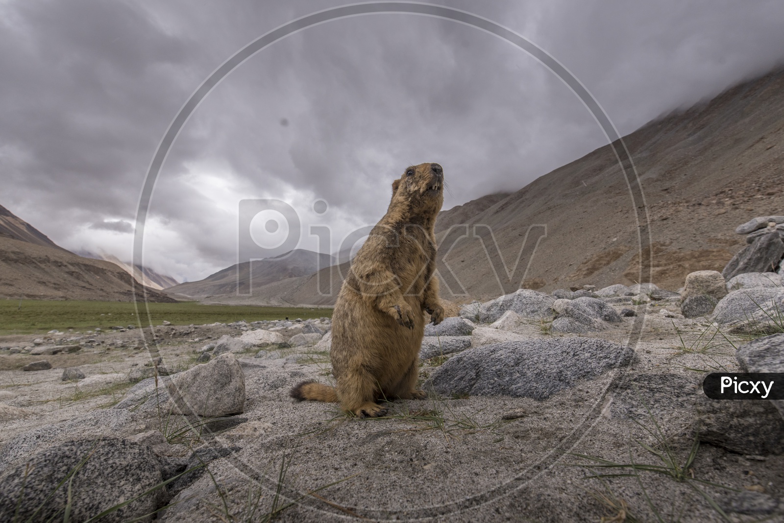 Marmots, Ladakh