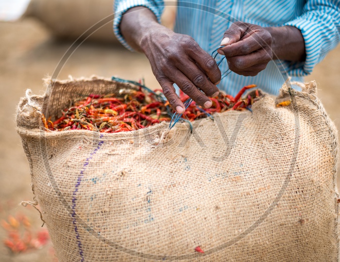 tying the bags after filling them with red chillies.