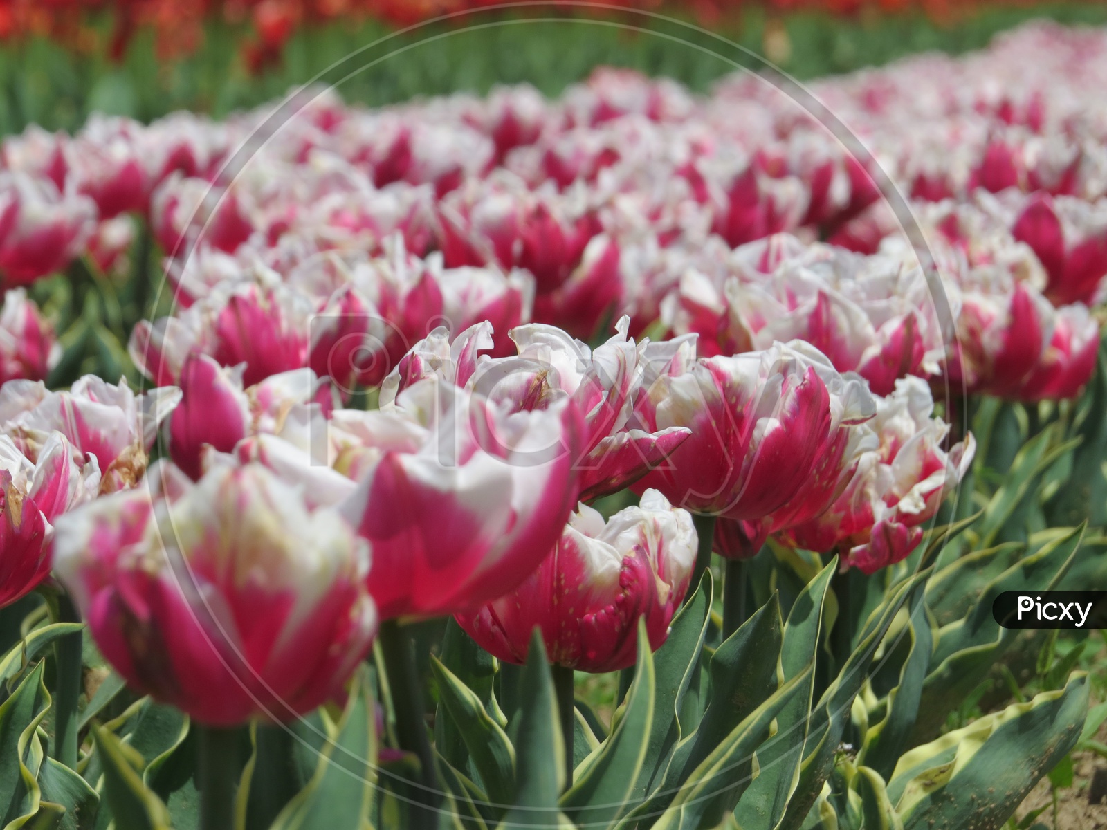 Tulip Garden.