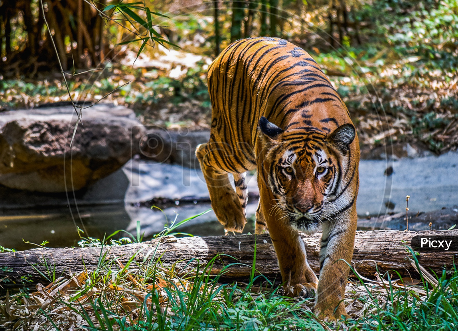 The Royal Bengal Tiger (Bhitu) - Viacom18Studios