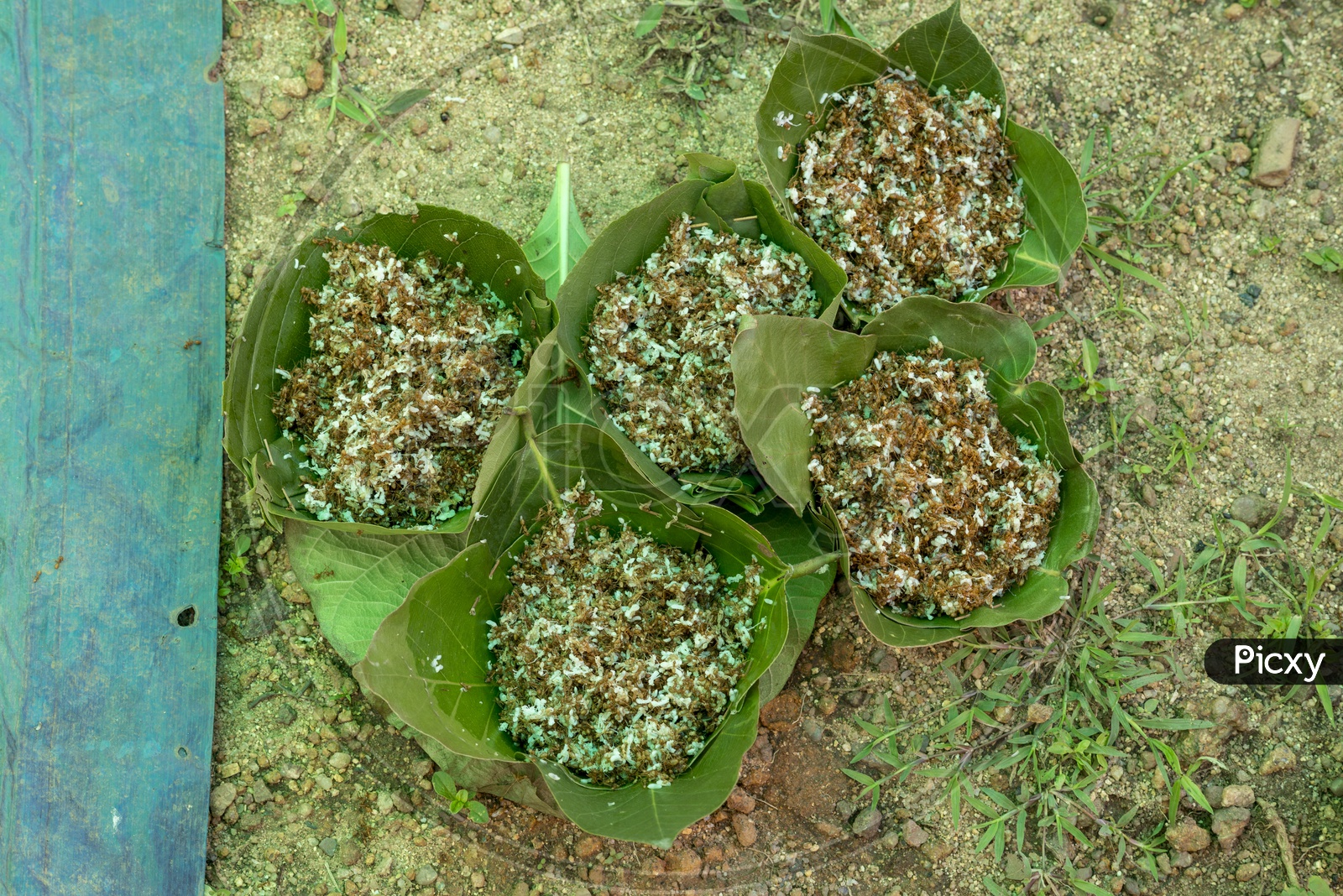 Tribal Food - Mostly Ants