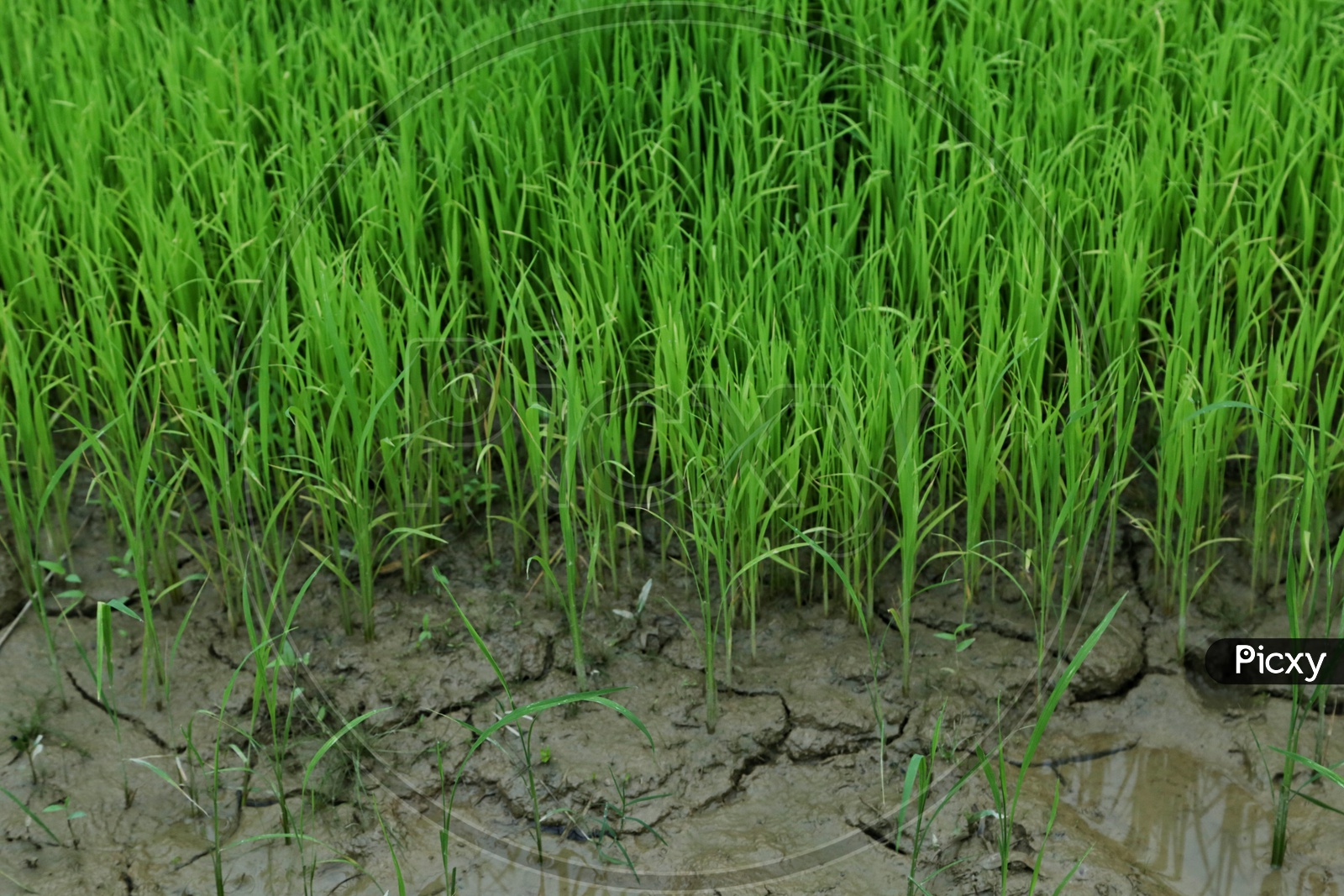 Rice cultivation