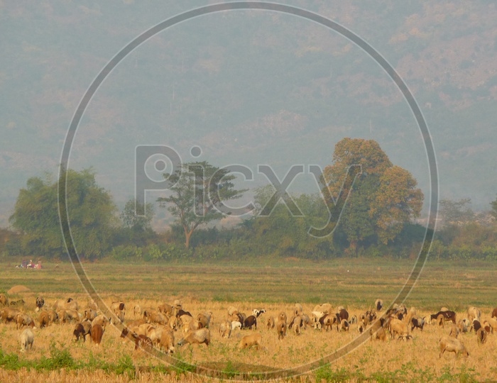 Goats in Agriculture Field