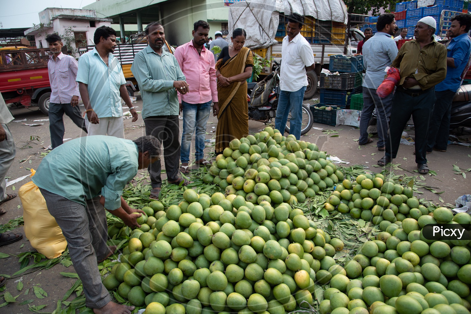 Mangoes for sale