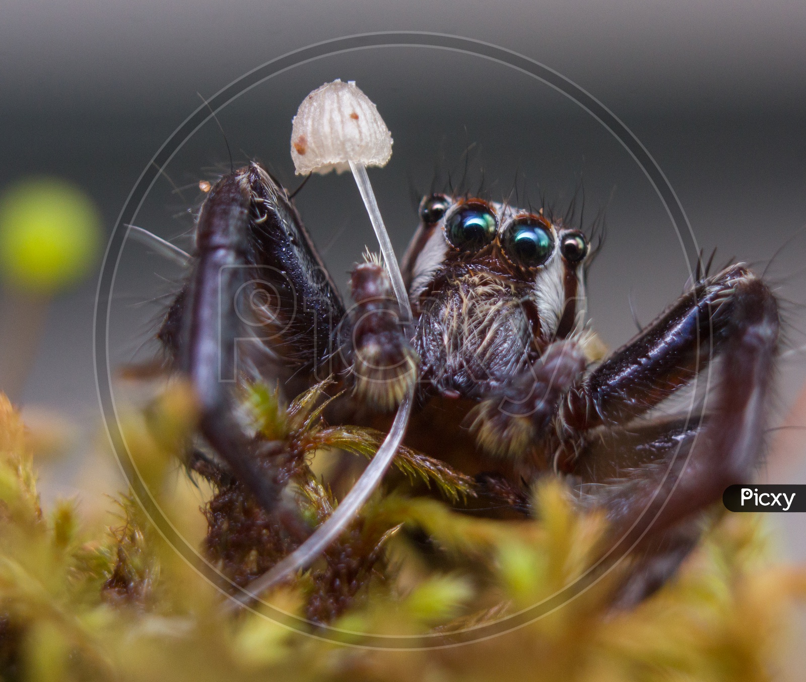 Spider with an umbrella