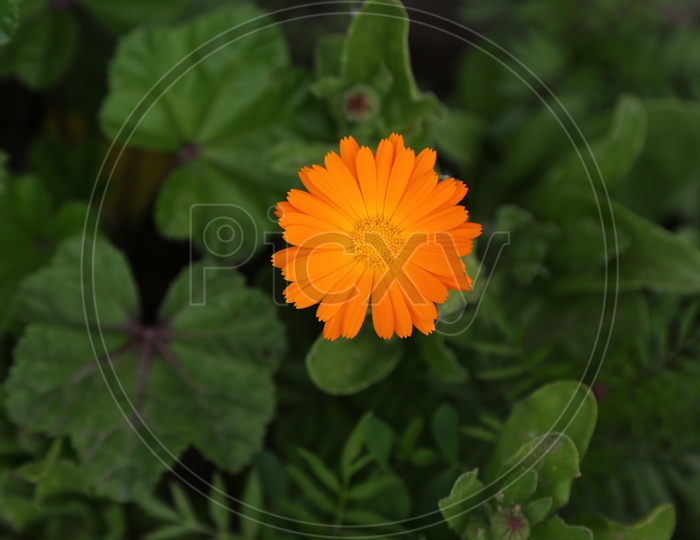 English Marigold Flower