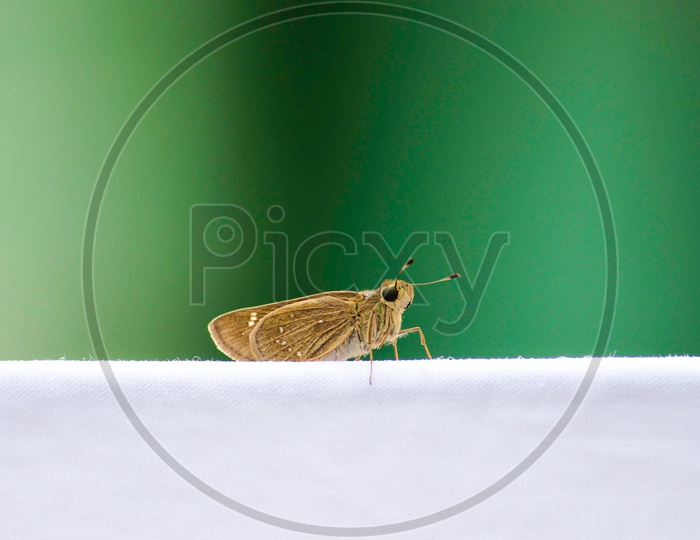 Brown insect