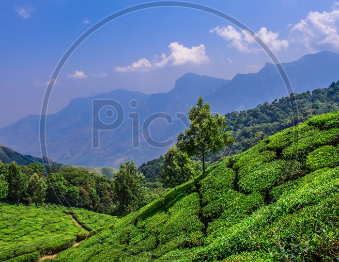 Tea Landscape