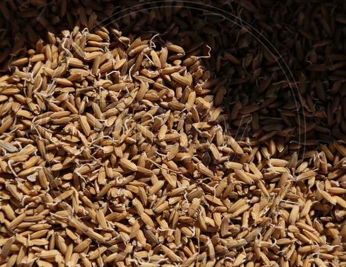 Rice  seeds