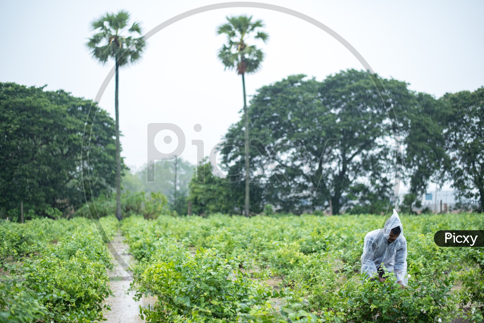 Image of A farmer plucking Jasmine Flowers..BZ688978Picxy