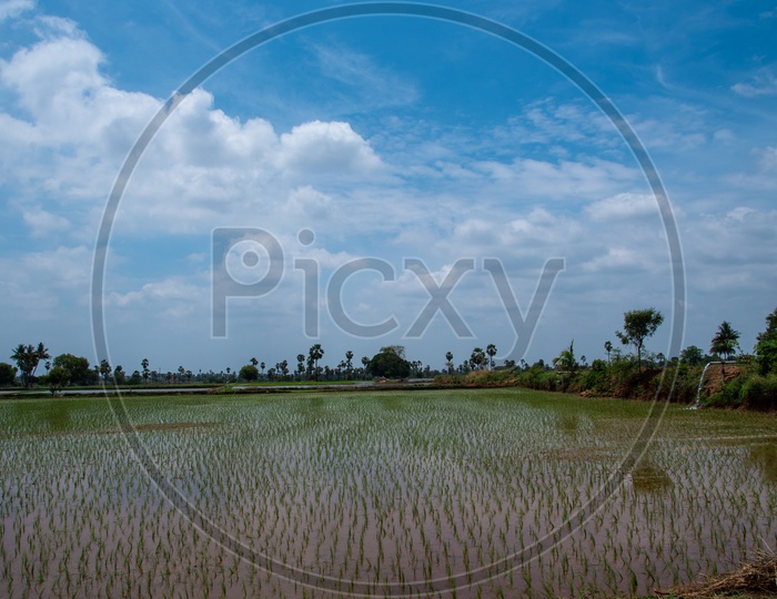 Farm fields during monsoon in Telangana