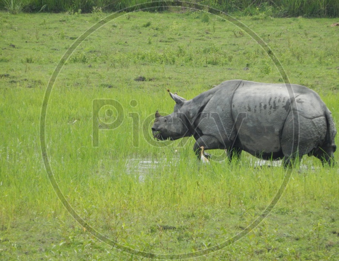 Wildlife santuary in Assam (Kaziranga National Park).