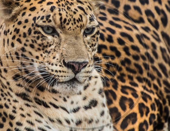 Portrait shot of a Leopard