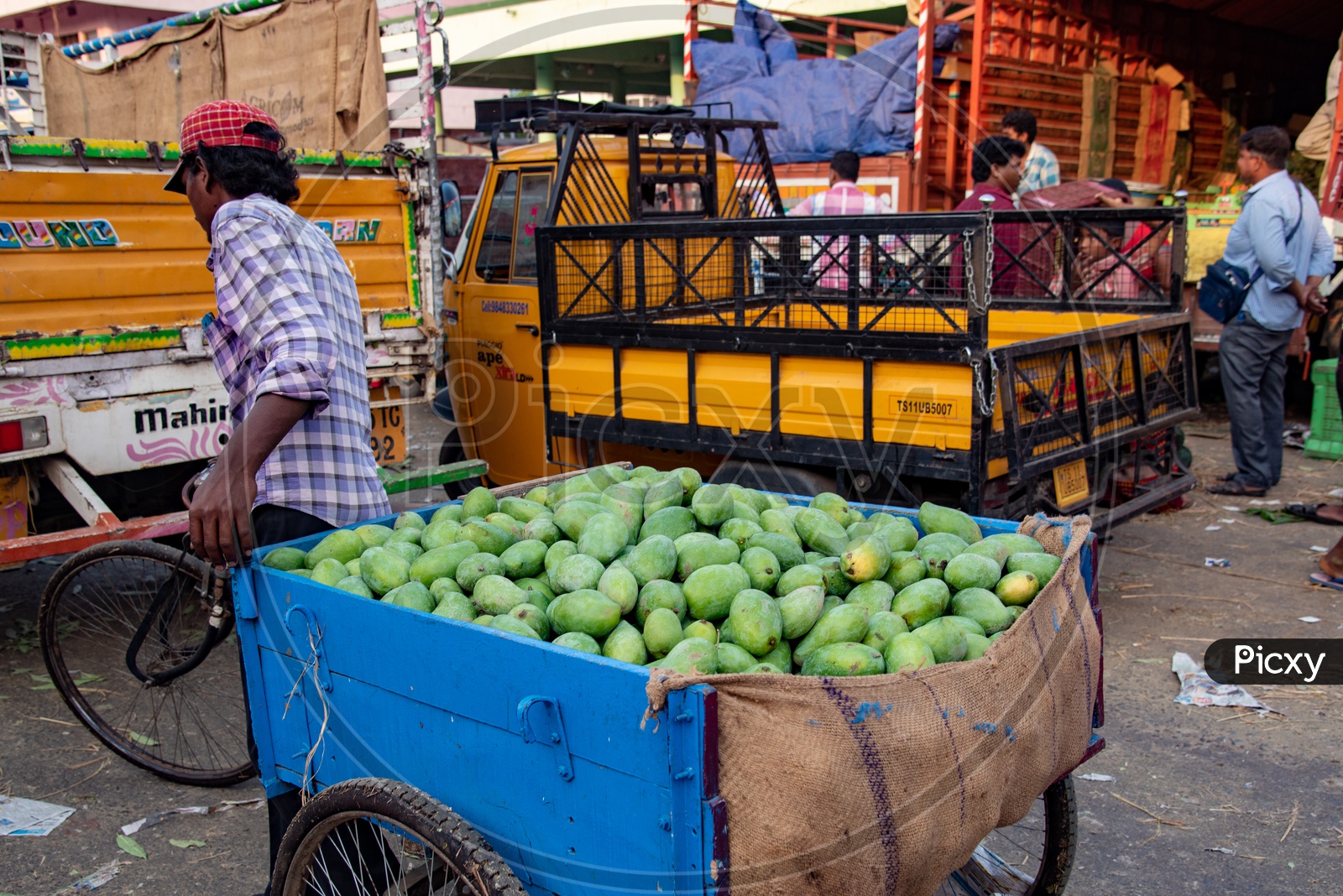 Transporting Mangoes at fruit market