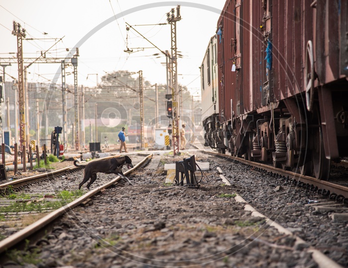 Dogs at Railway Tracks.