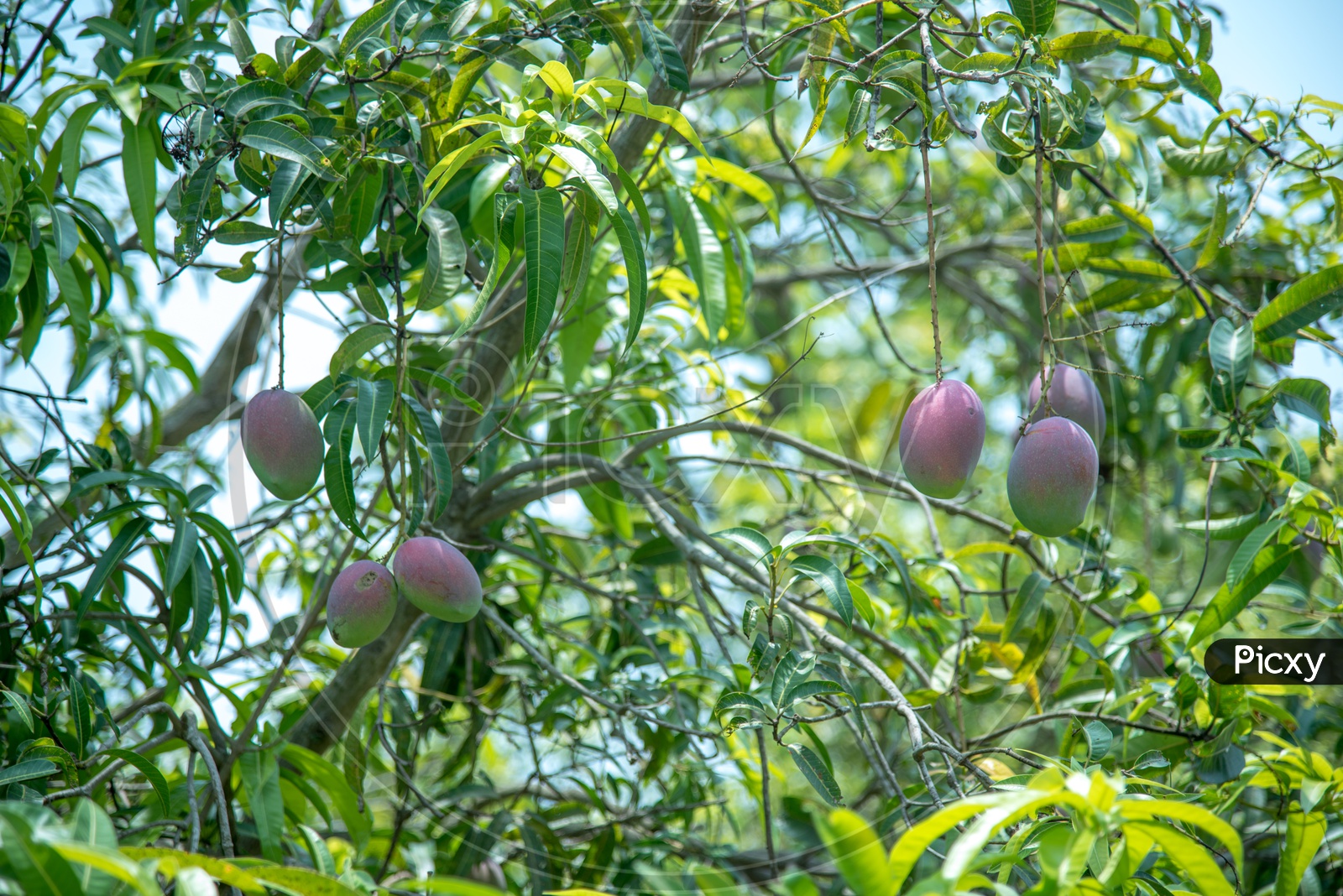 Suvarna Rekha, A Variety of Mango.