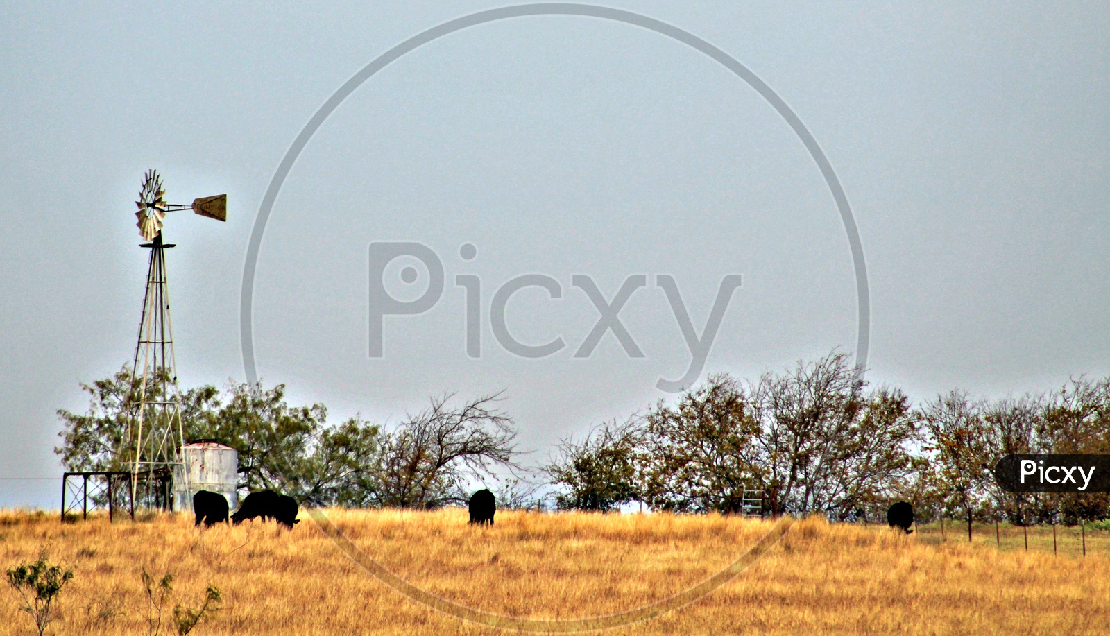 Scenic View  of a Windmill and grazing cattle!