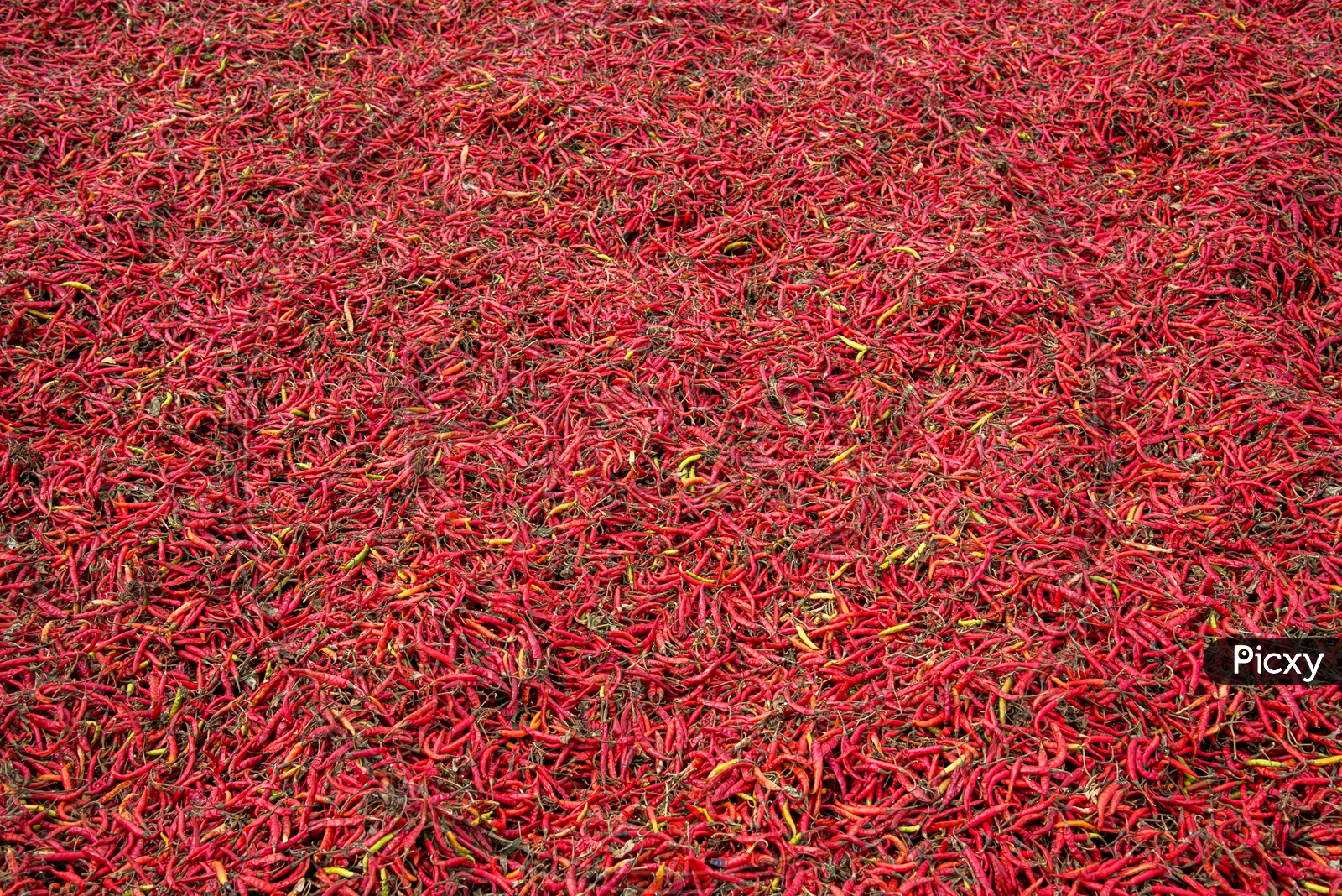 Red chillies.