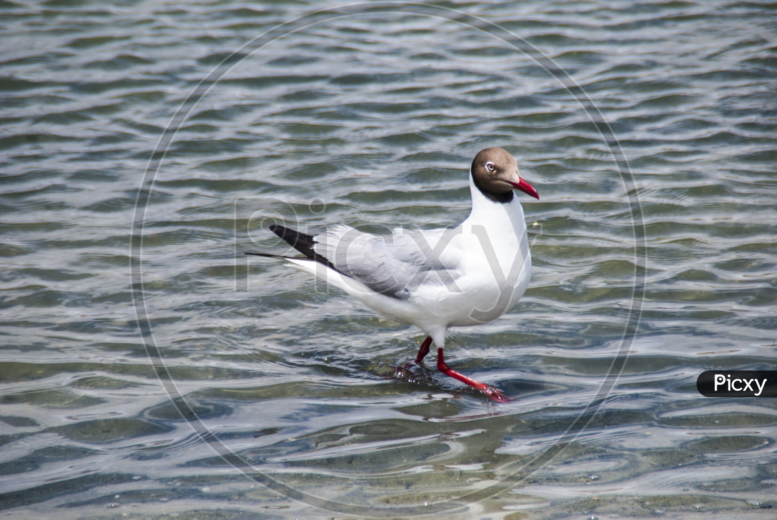 Waterfowl in Pangong Lake