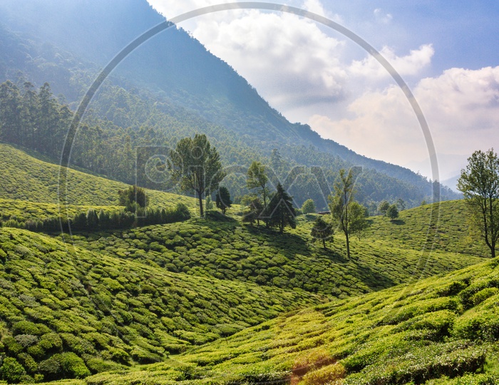 Tea gardens of Munnar