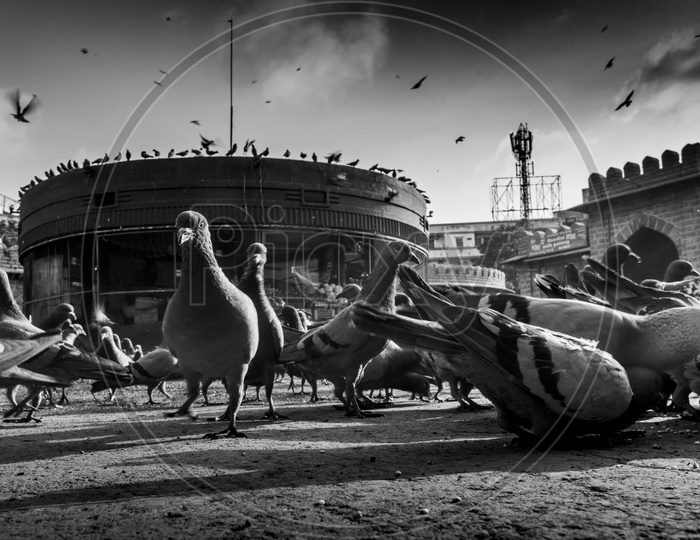Birds at Mozamjahi Market