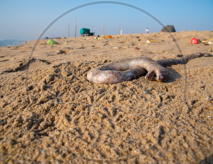 A dead Eal fish washed off to the Shore of Marina Beach because of Pollution
