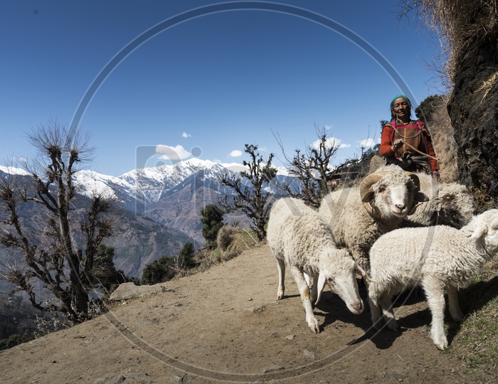 Sheep Keeper at Jana Village near Manali