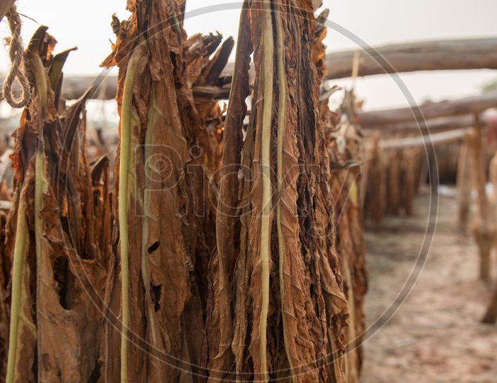 tobacco Drying technique in rural villages
