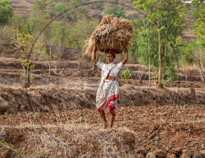 Maharashtrian woman carry dry paddy from fields