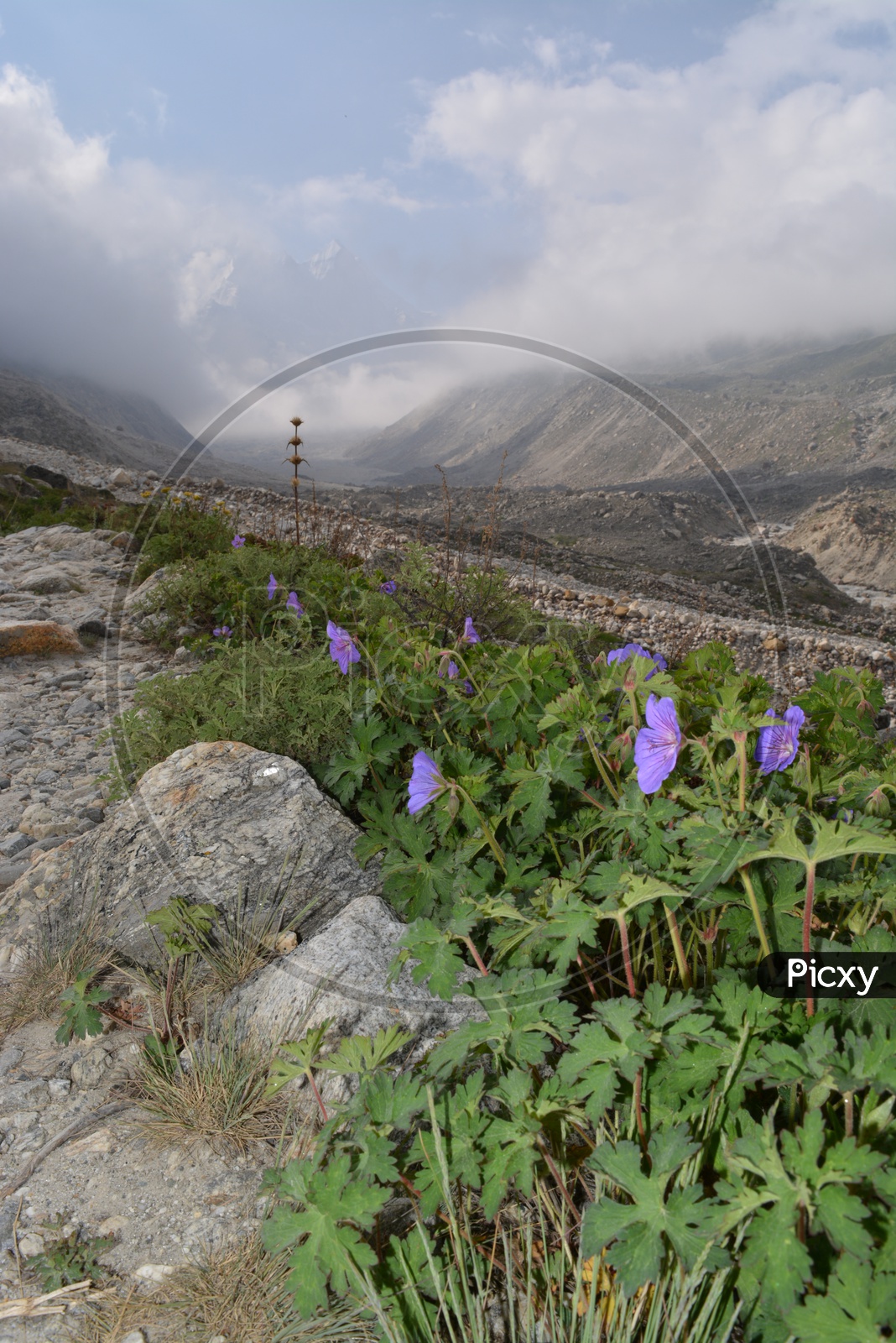 Beautiful flowers all along the trek from Gangotri
