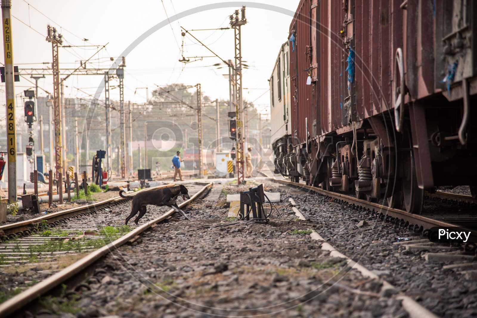 Dogs at Railway Tracks.