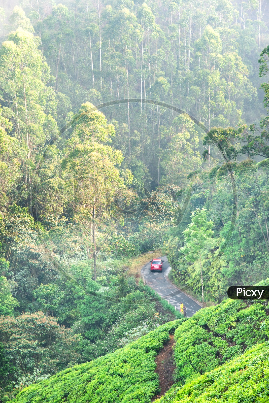 A car cruising through the Tea Plantations of Munnar,Kerala