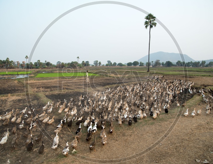 Ducks at Ramappa Temple