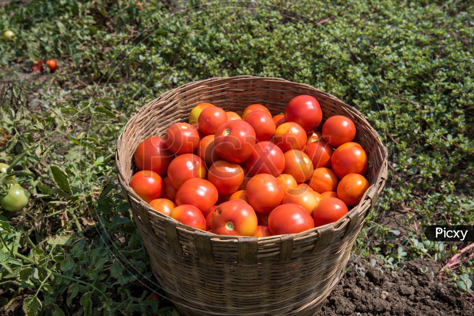 Bucket full of Tomatoes.