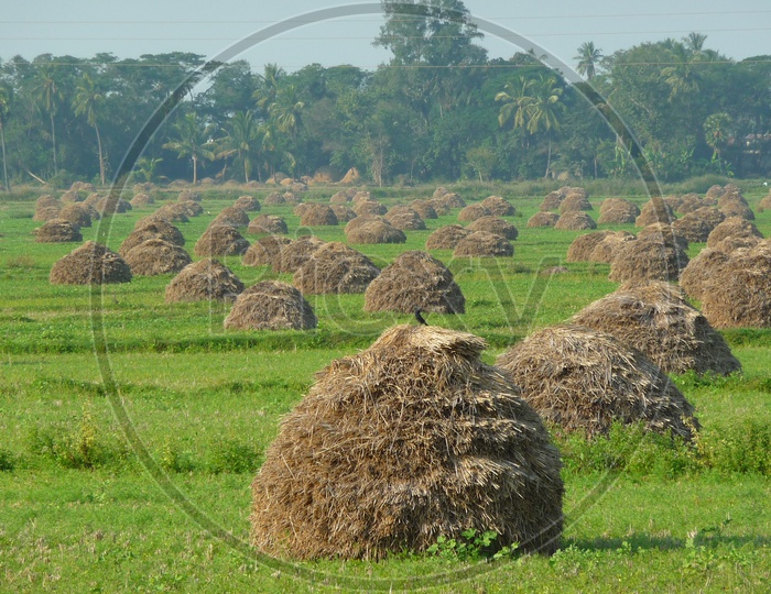 Hay in Agriculture Field