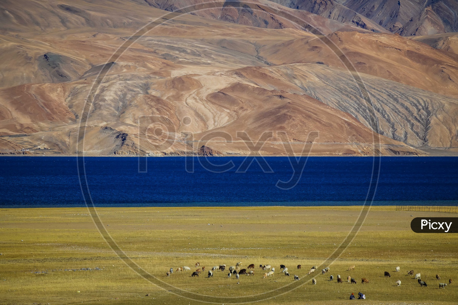 Sheep Herd at Pangon Tso Lake