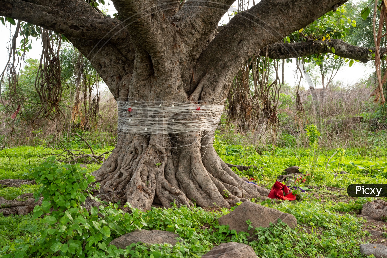 image-of-peepal-tree-banyan-tree-with-threads-tied-to-it-on-aashad