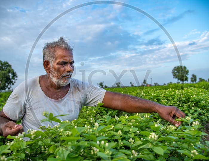 A farmer plucking flowers from his jasmine Flower field in pedavadlapudi