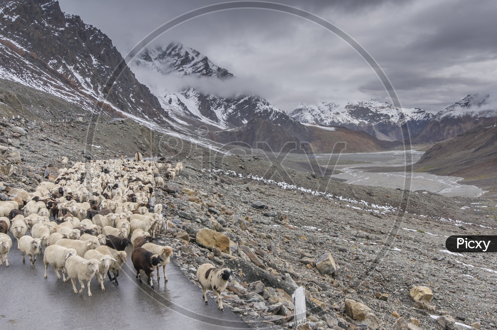 Sheep at Manali to Leh by Road