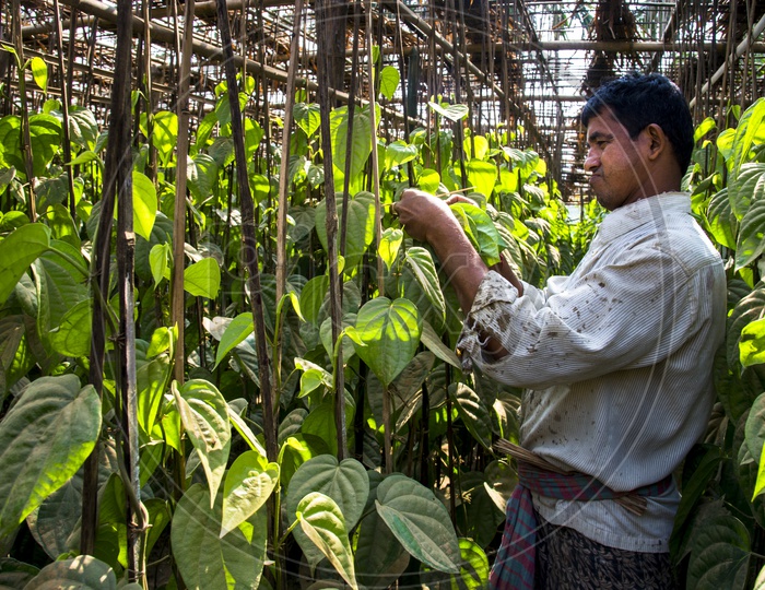 Betel Leaf Farmer in Agartala, Tripura