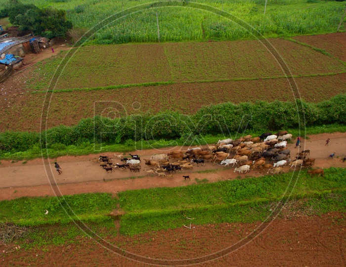An aerial view of a herd of cows.