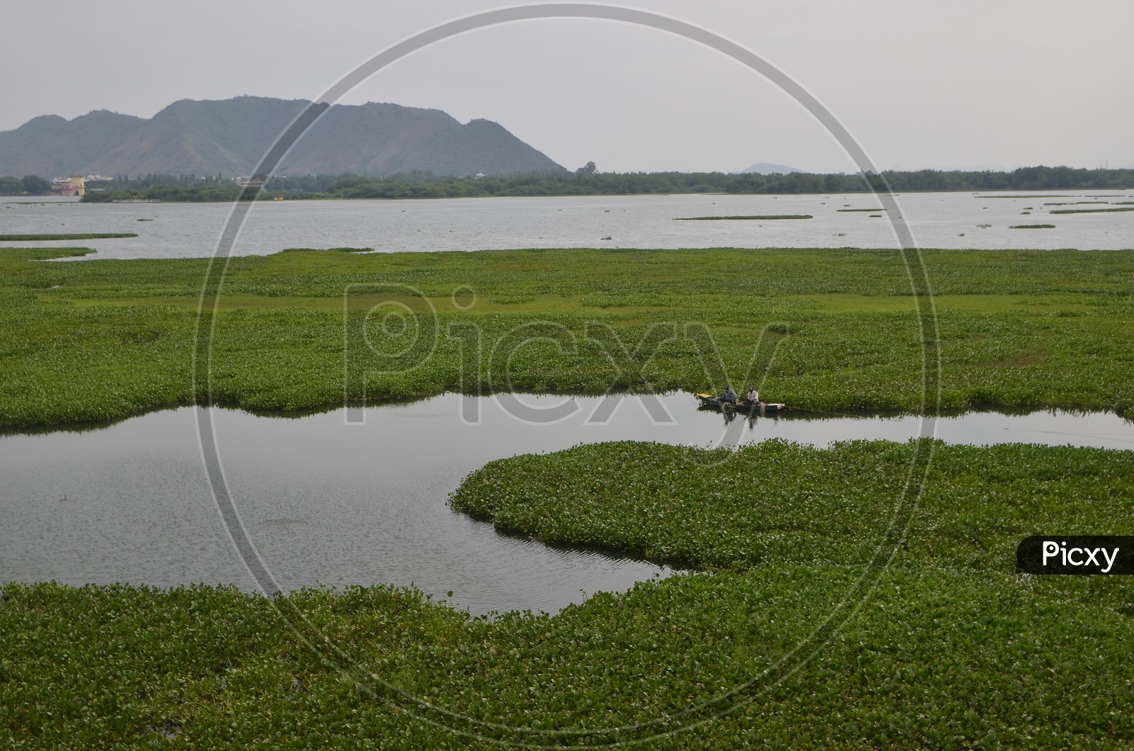 Krishna river filled with Horseshoe Weed