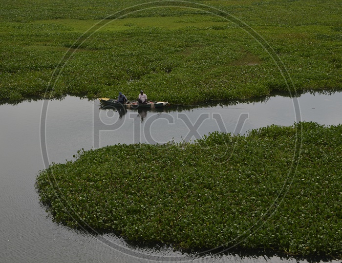 Krishna river filled with Horseshoe Weed