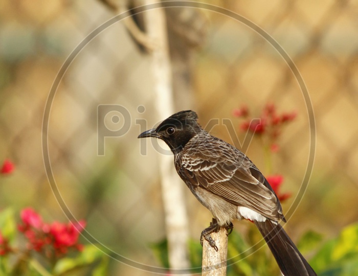 Patience - In Frame ( RED VENTED BUL BUL )