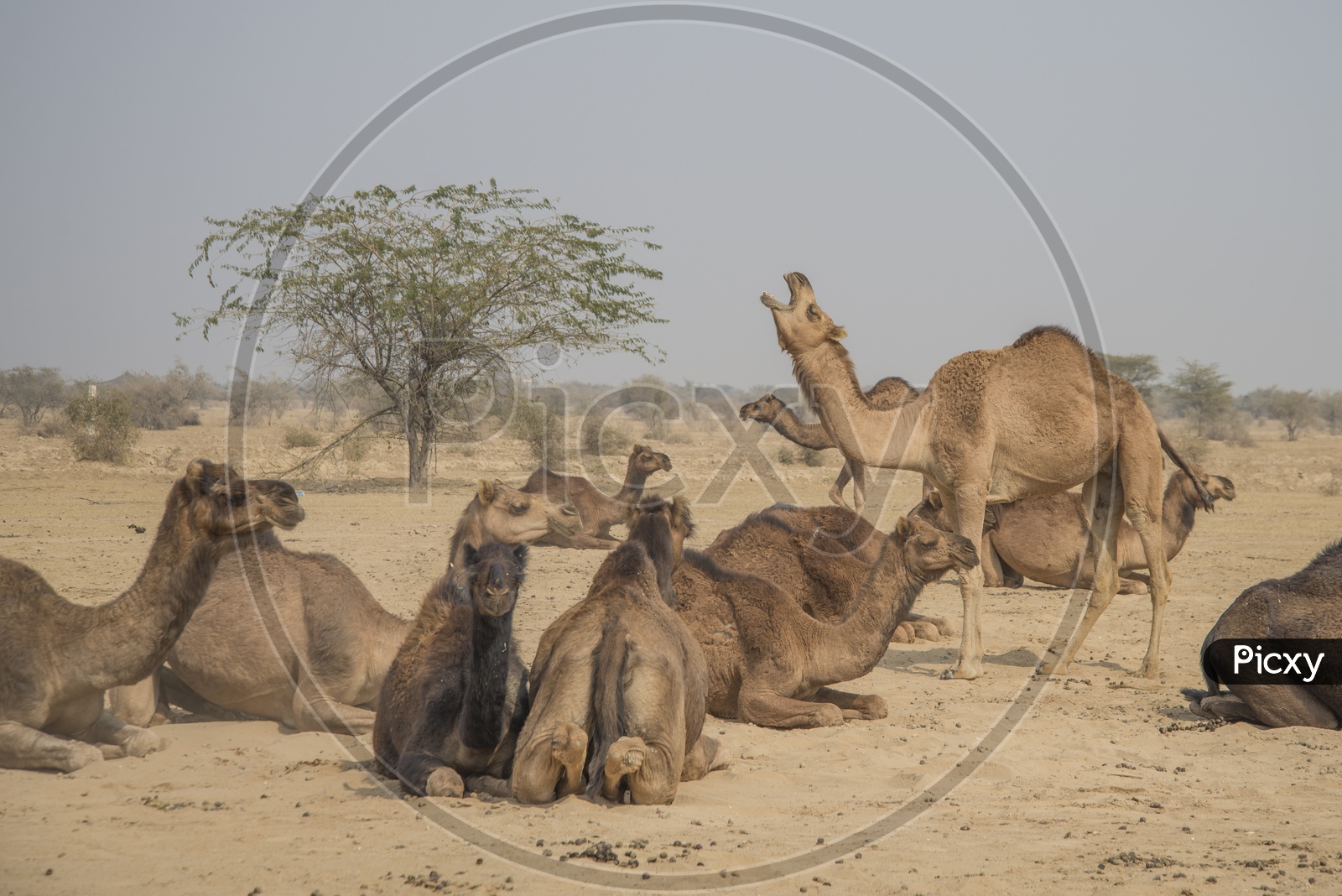 Camels in Jaisalmer