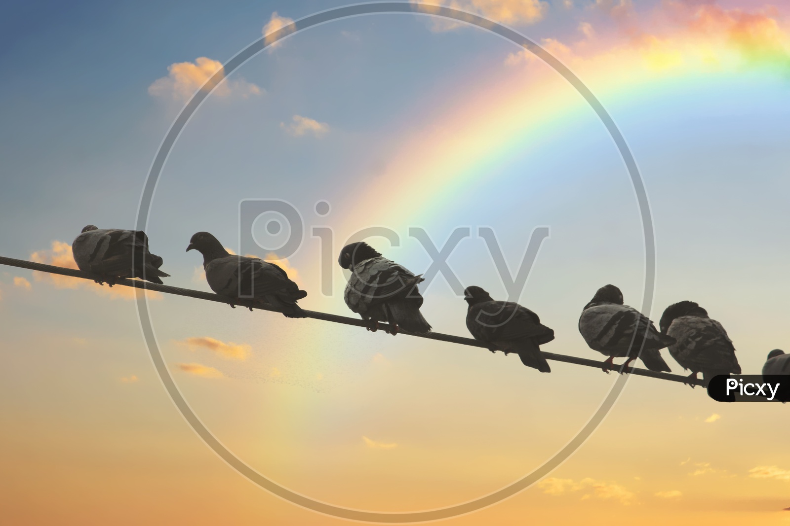 Pigeons and Rainbow