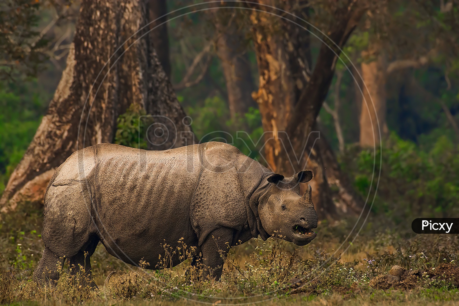 The greater one horned rhinoceros